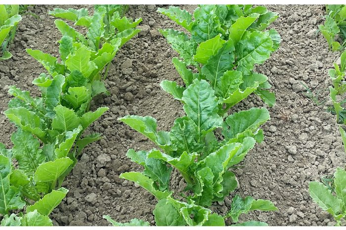 Sugar beet