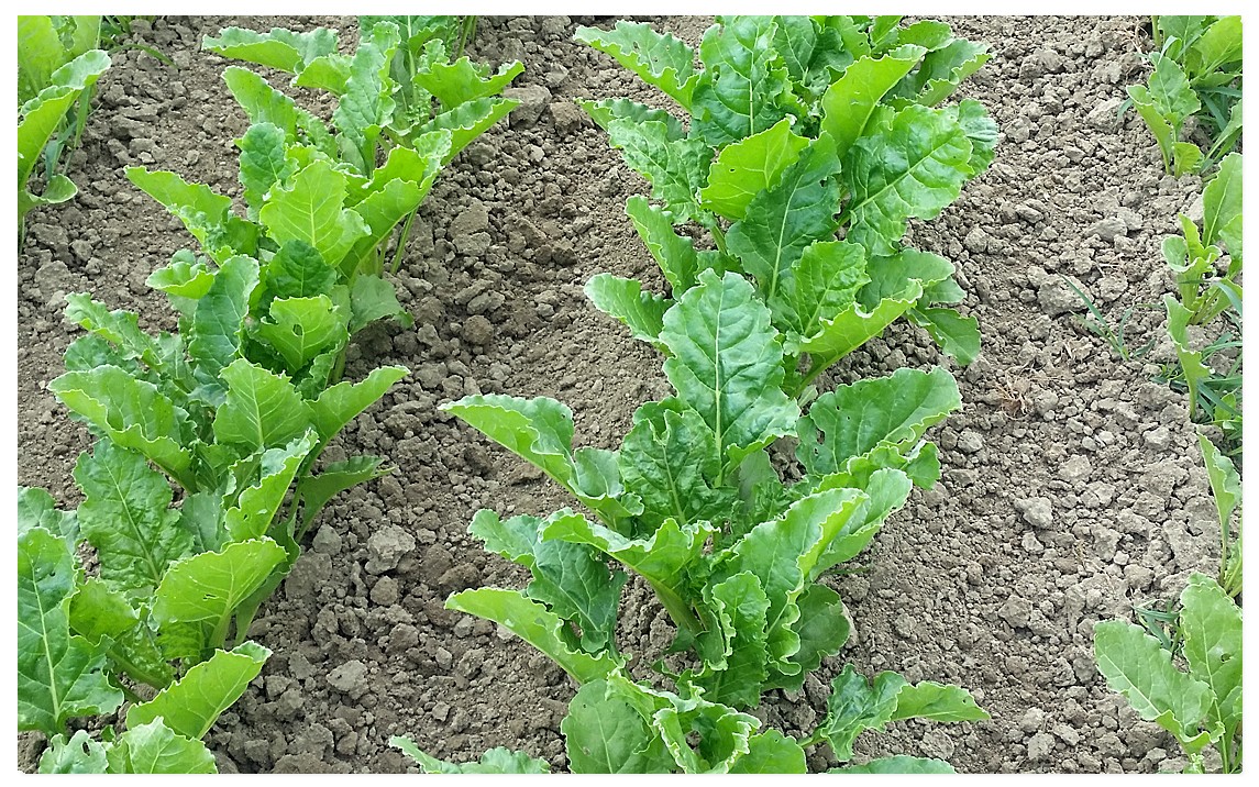 Sugar beet