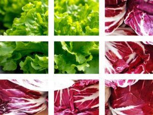 Agricultural machinery for radicchio culture | Oliver Agro