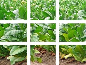 Agricultural machinery dedicated to tobacco cultivation | Oliver Agro